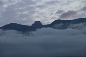 BirdsinSandiaFog-SnapMammas