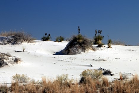 Along the Interdune boardwalk