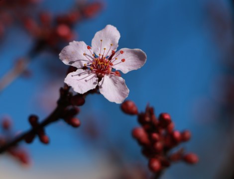 Blossom with Blue