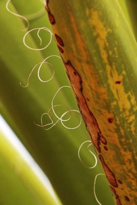 IMG_8761-Yucca-Squiggles