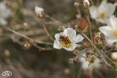 IMG_8832-PollenBasketFull-FLICKR