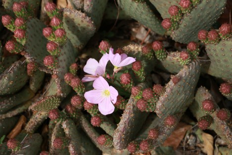 IMG_8882-MexicanEveningPrimrose