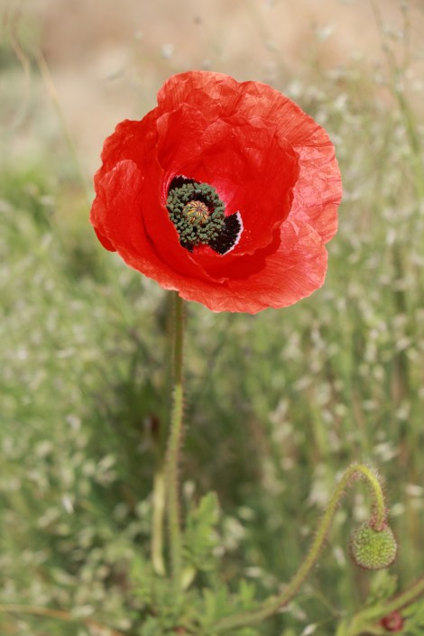 IMG_8909-RedPoppy