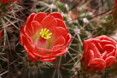 IMG_8919-ClaretMacro