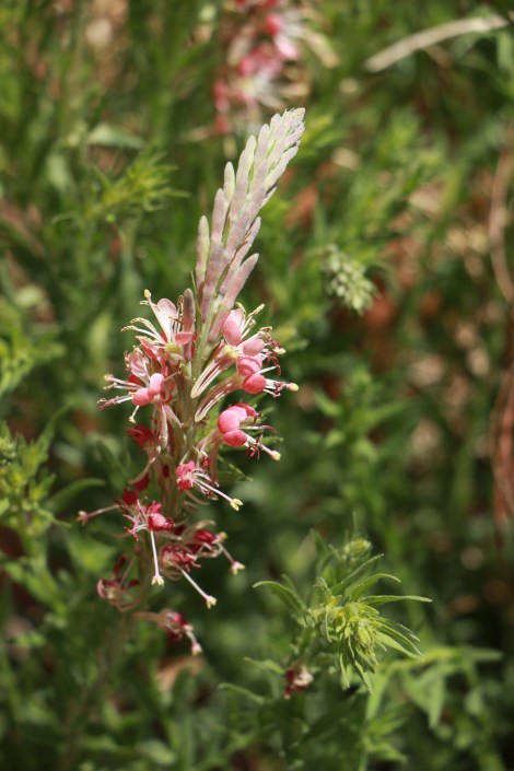 Gaura parviflora