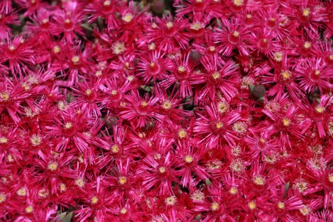 IMG_8965-PinkCarpetDelosperma cooperi