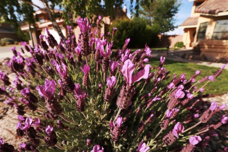 IMG_9198-LavenderWide_CURVES