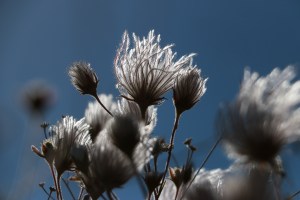 IMG_9485-ApachePlumeAtSunrise