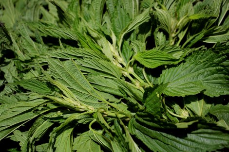 stinging-nettle-Urtica-dioica-greenmarket-snapmammas