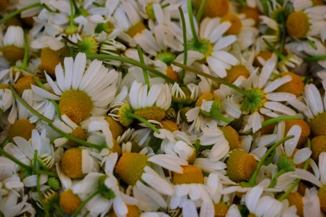 chamomile-edible-flowers-greenmarket-unionsquare-snapmammas