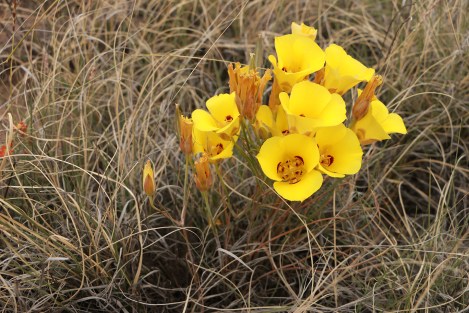 Petrified Forest NP | Jasper Forest Mariposa lilies | 1/1250 sec.; F/5/ISO-250; 24mm