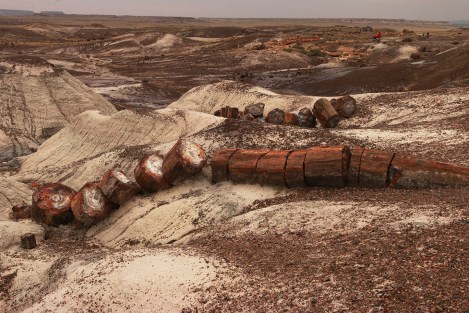 IMG_0297-ChrsyalForest-Small