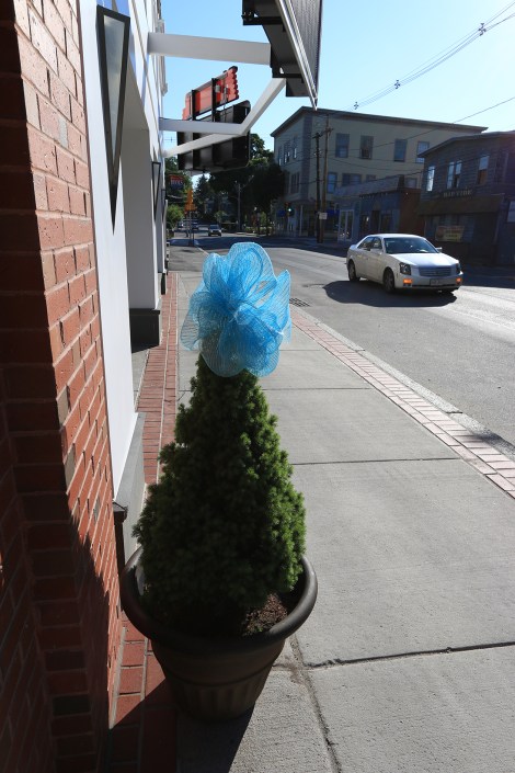 IMG_0855-Mhead-WarwickBlueRibbonSMALL