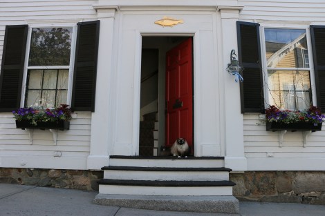 IMG_0927-Mhead-BlueRibbonCatSMALL