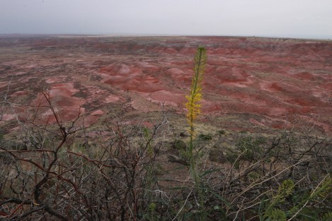 Painted Desert Princeplume