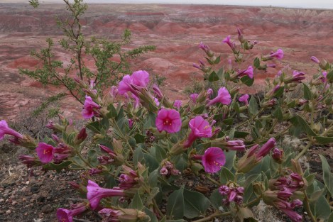 IMG_9986-Painted Deser-smallt