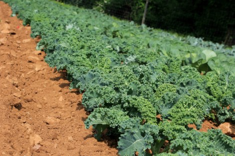 Kale-Alstede-Farms-Snapmammas