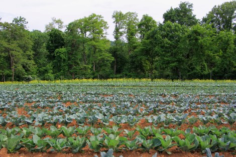 Kale-Alstede-Farms-Snapmammas