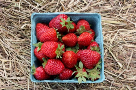 Strawberry-Picking-Alstede-Farms-Snapmammas