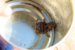 IMG_0130-Demotte=HornedLizardSMALL