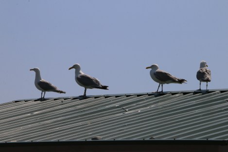 IMG_3436DevereauxBeachGullsSMALL