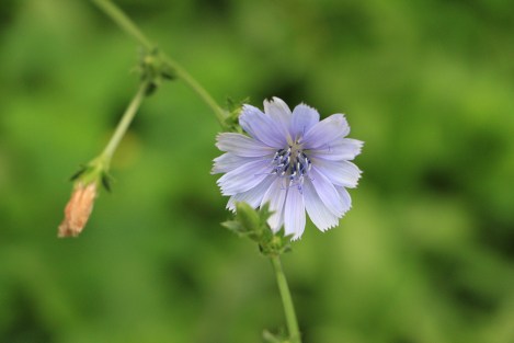 Cichorium intybus | Chicory