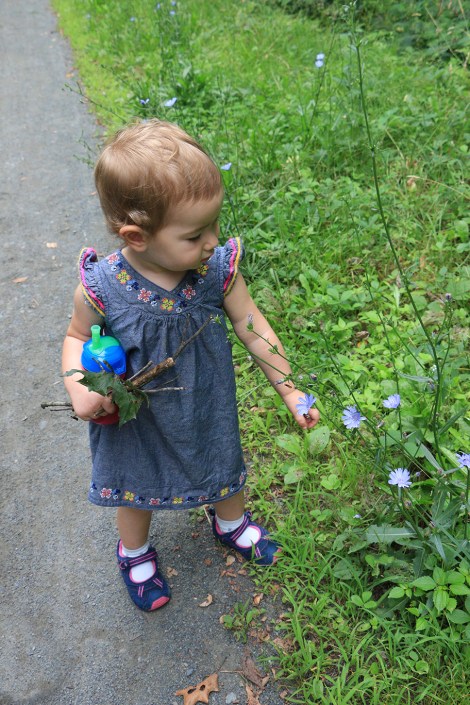 IMG_4161-ExaminingChicory-SMALL