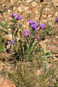 IMG_9066-DemotteCampsite-PurpleWildflowers-SMALL