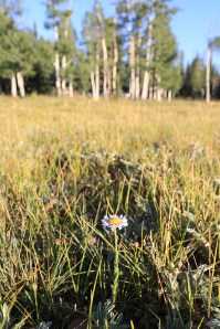 IMG_9492-Demotte-InTheMeadowSMALL