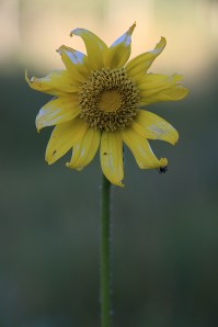 IMG_9497-Demotte-YellowFlowerAntSMALL