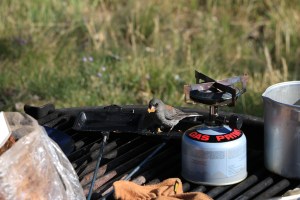 IMG_9502-Demotte-BirdDiner-SMALL