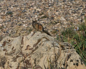 IMG_9505-DemotteChipmunk