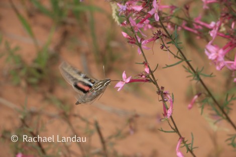 White-lined Sphinx Moth [Hyles lineata]  taking a sip from a Slender Tube Skyrocket [Ipomopsis Tenuituba]