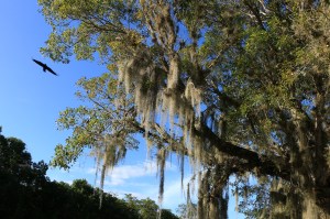 IMG_1779-SpanishMoss-FLICKR