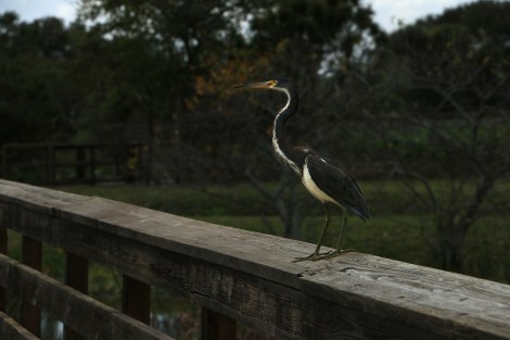 IMG_3325-TricoloredHeron_Egretta tricolor-FLICKR