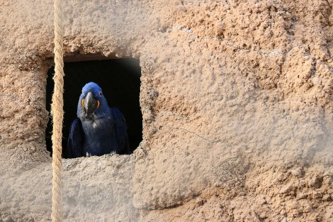 IMG_2592 BluePeekabooSnapmammas