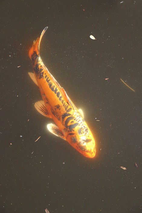 IMG_2837-The MagicFishFLICKR