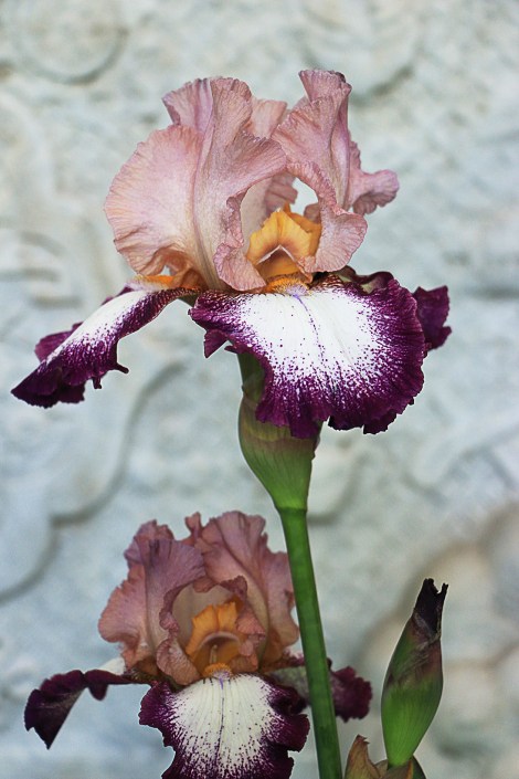 IMG_7078EarlyIrisFlowerShow-SPECKLED