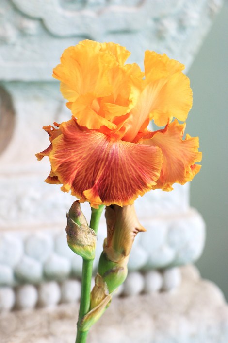 IMG_7082-EarlyIrisFlowerShow-ORANGE