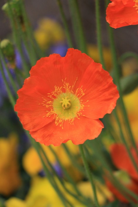 IMG_7112-PoppySnapmammas