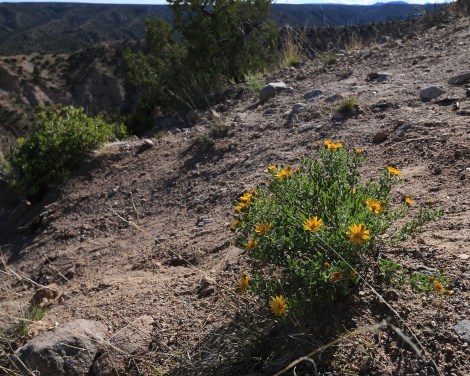 Engelmannia peristenia | Engelmann's daisy, Engelmann Daisy, Cutleaf Daisy