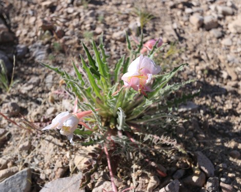 http://www.wildflower.org/plants/result.php?id_plant=OESP2