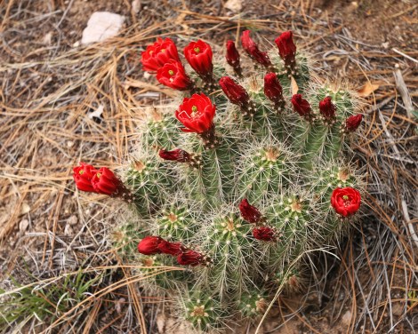 IMG_9889-HedgehogCactusFLICKR