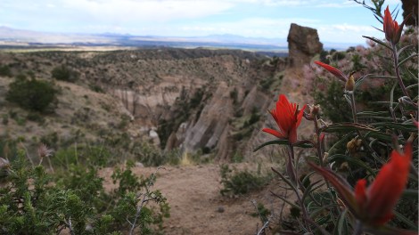 IMG_9957-IndianPaintbrushPano-FLICKR
