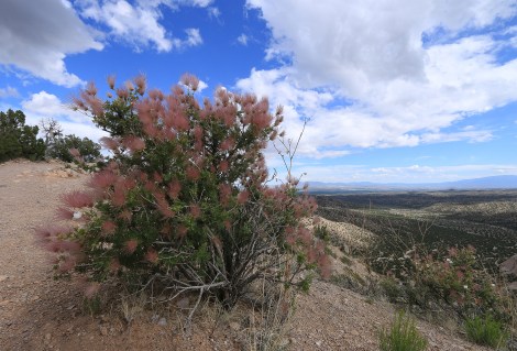 IMG_9963ApachePlume300DPIFLICKR