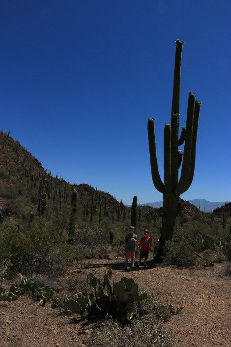 IMG_5406SaguaroNPWest-Boys