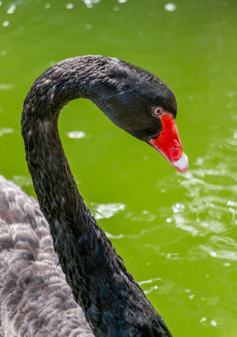 BlackSwan-0246