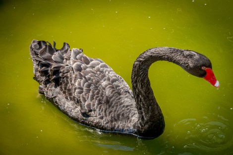 BlackSwan-0255