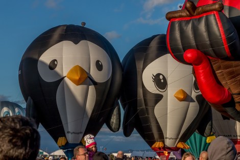 MorningAscension-penquins-2635-SMALL