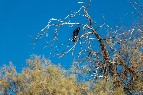 DeathValleyRaven